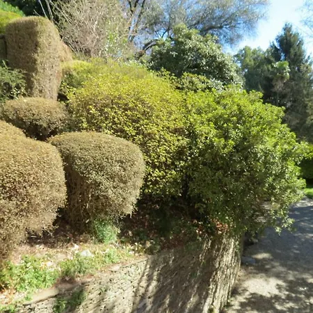 Provenzale * Pallanza